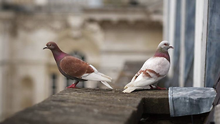 King's plans crackdown on pigeon poo after final caw