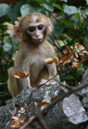 harlow s monkeys