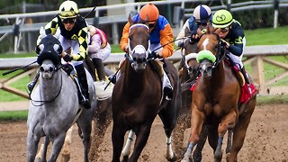 3 Telltale Signs that Your Horse is Going to be a Champ in the Preakness Stakes