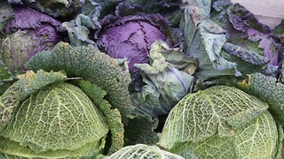 Common cabbage pests and ways to stop them