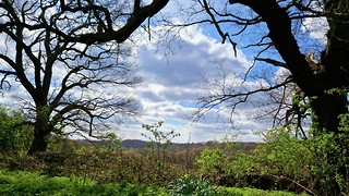 The Emerald Crown: Discovering the Timeless Allure of Epping Forest