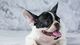 Best In-Home Dog Grooming Services in NYC 2026