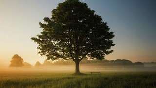 How the enduring beauty of solid oak furniture helps reduce stress and improve mood