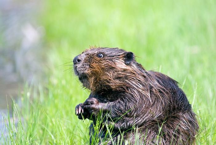 Beaver in the UK, courtesy Steve Raubenstein