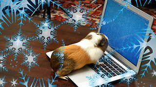 Daily Mail squeals with displeasure as Cambridge buys guinea pigs for ‘snowflake students’ 