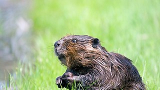 The Trials and Tribulations of Beavers in Scotland