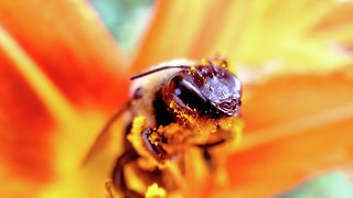 Why a newly permitted insecticide will be bad for bees