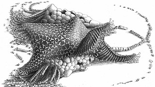 New fossil reconstructs the origins of starfish