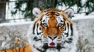 Light News Week 4: Tiger eyes, Cygnet camera, Telephone fundraising and Classics breakthrough