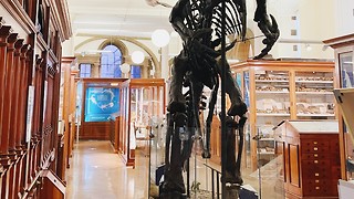 ‘Every aspect of museums is affected by colonialism'