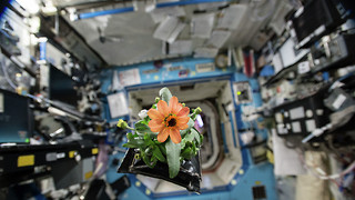Plants in space – how our little green friends may be key to future missions