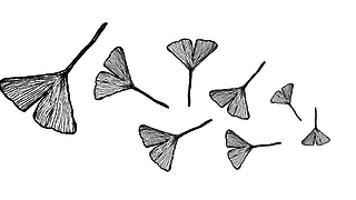 Plant extinction: the Ginkgo