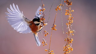 Birds: Our modern day dinosaurs?