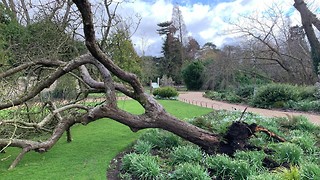 Storm Eunice blows down ‘Newton’s apple tree’ 