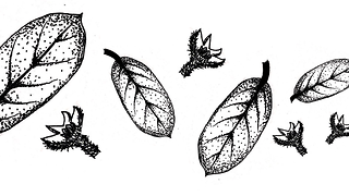 Plant extinction: St. Helena Olive