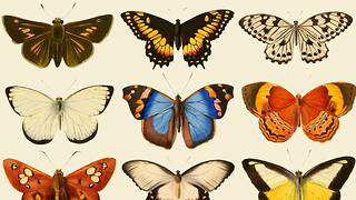 Butterflies Through Time exhibition launched at Zoology Museum