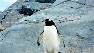 Why are captive penguins getting malaria? 
