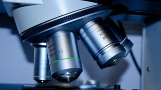 Brain organoids and species named after Taylor Swift: this year's research highlights