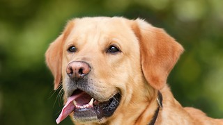 Diagnostic dogs: Can our furry friends sniff out COVID-19?