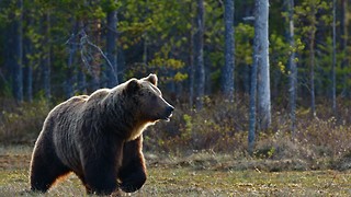 Cocaine Bear is embarrassed of itself