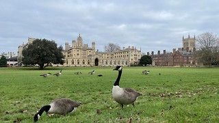 Finding peace in geese is the perfect exam stress release