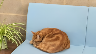 News in Brief: cats, bats, and Guessbridge