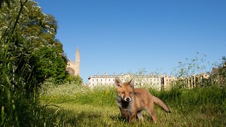 The hidden wildlife of Cambridge