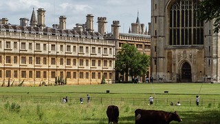 News in brief: cows, lawnmowers, and award-winning flowers