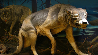 A mammoth discovery? The science of de-extinction 
