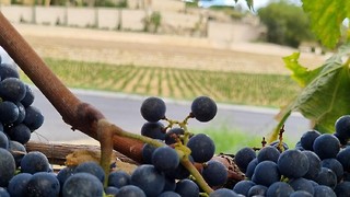 There is a future for winemaking in Cambridgeshire