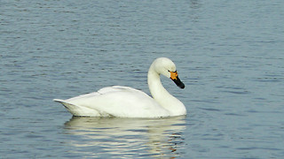 News in Brief: bird sightings, brain cancer, and government bye-byes 