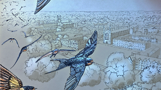 As the swallow flies