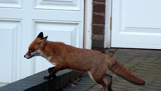 'Friendly' foxes &ndash; are urban foxes becoming self-domesticated?