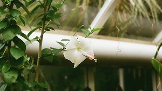 Botanic Garden uses AI for interactive ‘Talking Plants’ exhibition