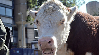 Petition demands University reverse decision on vegan menu