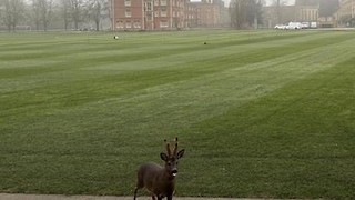 Jesus College &lsquo;jdeer&rsquo; relocated