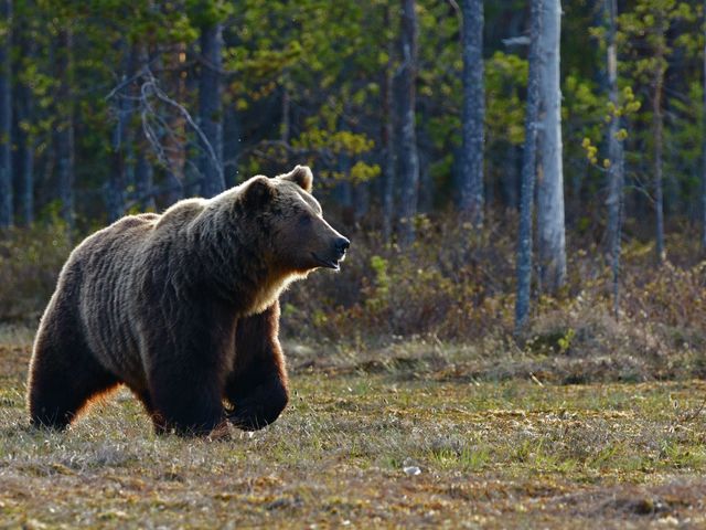 Cocaine Bear is embarrassed of itself