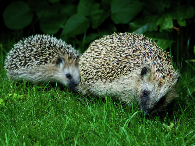 Helping hedgehogs and beyond