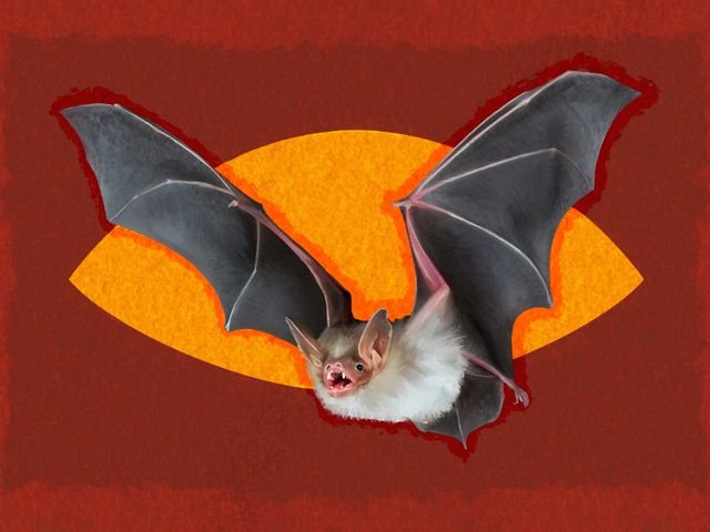 Echolocate: A triumph of connection