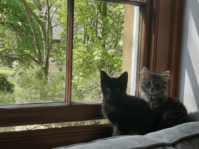 The pets of Cambridge