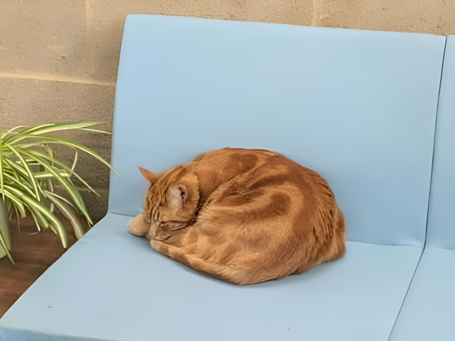 News in Brief: cats, bats, and Guessbridge
