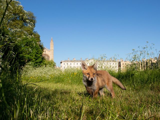 The hidden wildlife of Cambridge