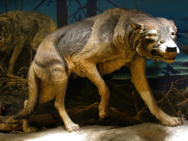 A mammoth discovery? The science of de-extinction 