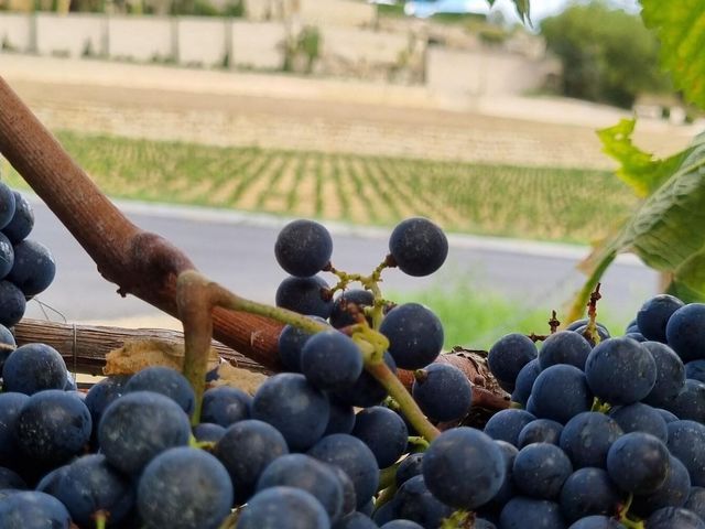 There is a future for winemaking in Cambridgeshire