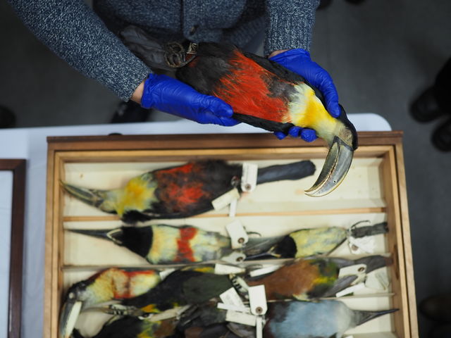 Inside Cambridge’s museum collections