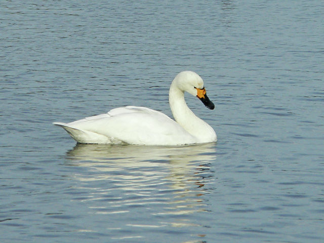 News in Brief: bird sightings, brain cancer, and government bye-byes 