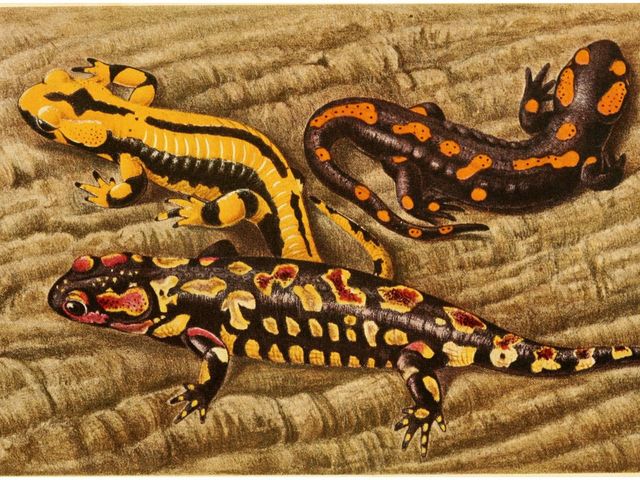 Miniature birds and cannabalistic salamanders: how organisms are adapting to climate change