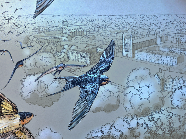 As the swallow flies