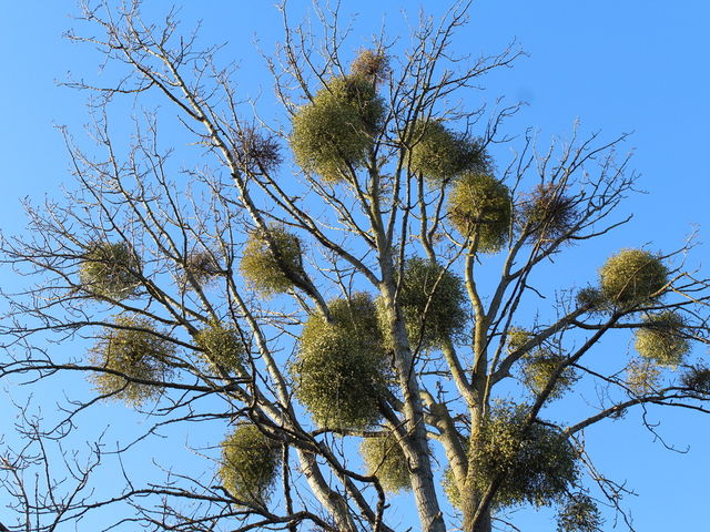 Let it grow: mistletoe comes to town