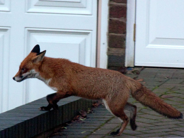 'Friendly' foxes &ndash; are urban foxes becoming self-domesticated?